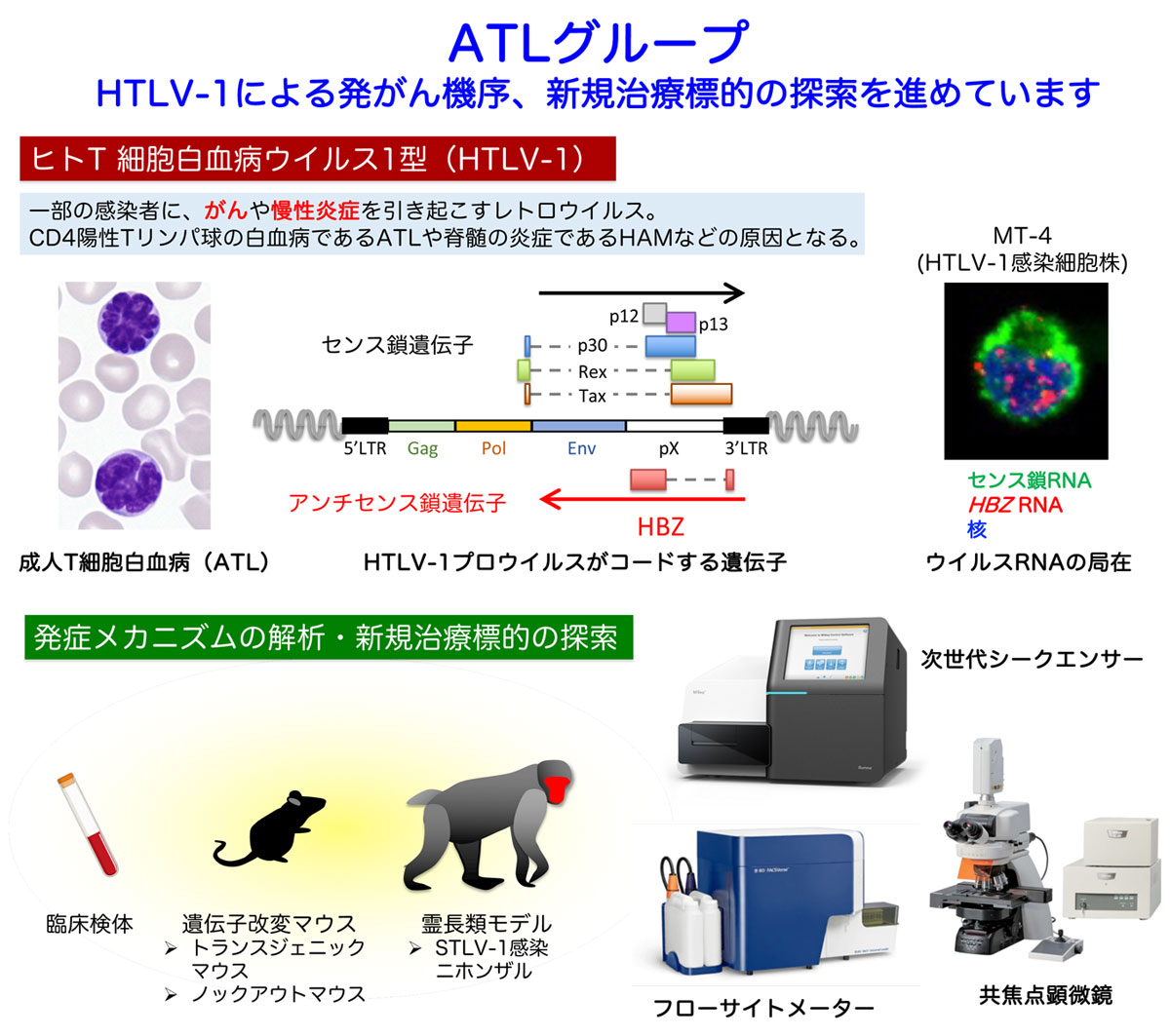 研究内容 熊本大学病院 血液 膠原病 感染症内科